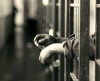 Торік на Закарпатті припинено злочинну діяльність 8 організованих груп, які скоїли 172 злочини