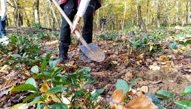 На Закарпатті вперше за 50 років взялися рекультивовувати унікальну чайну плантацію (ФОТО)