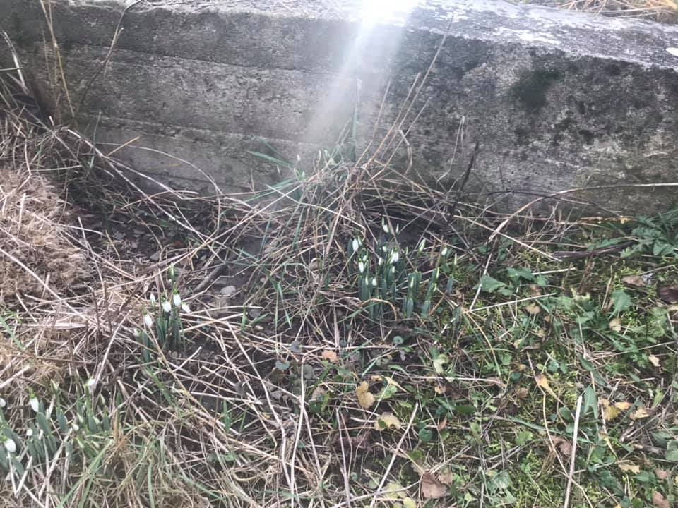 ФОТОФАКТ. На Свалявщині зацвіли підсніжники
