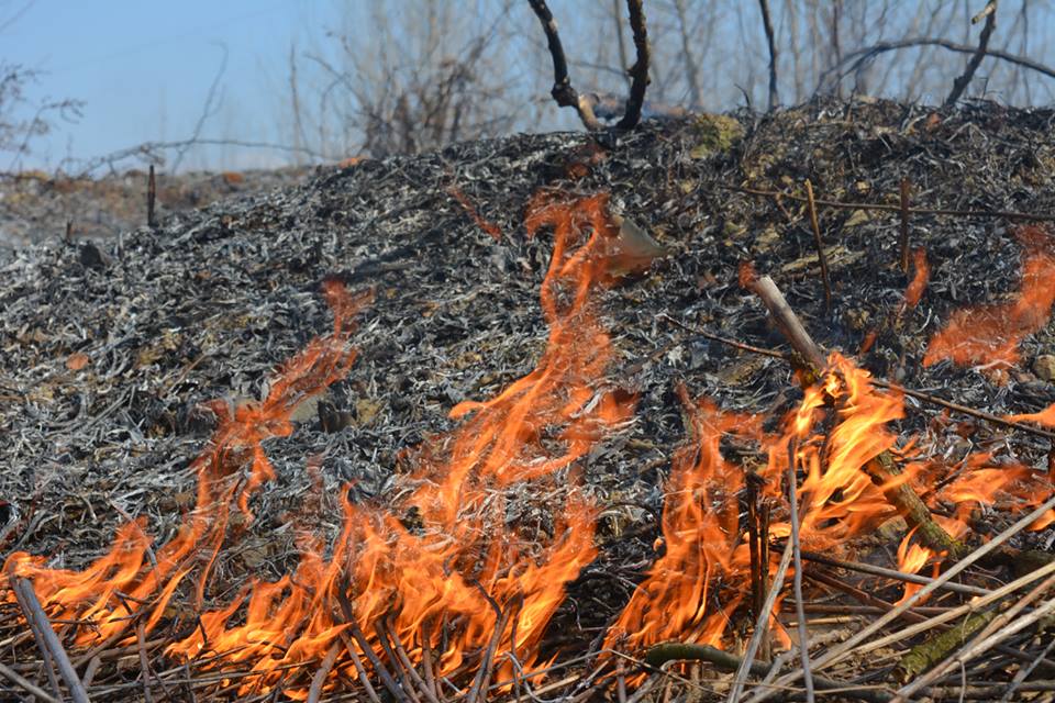 За суботу й неділю на Закарпатті 63 рази горів сухостій (ФОТО)