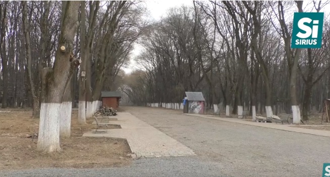Сотню аварійних дерев планують вирубати до кінця року в Боздоському парку в Ужгороді (ВІДЕО)