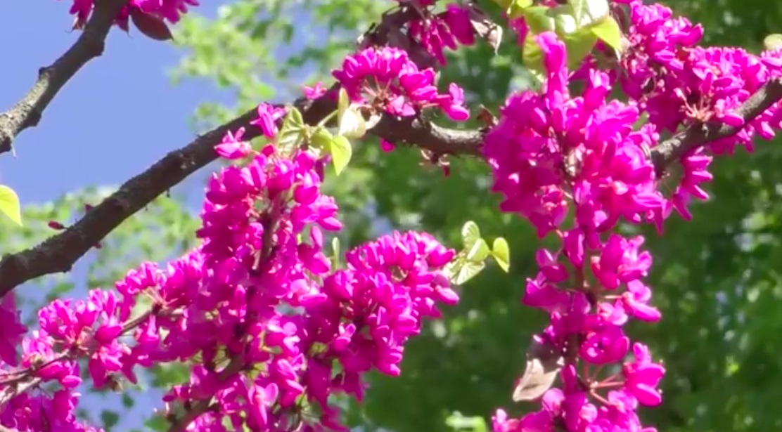 В Ужгороді зацвіло екзотичне юдине дерево (ВІДЕО)