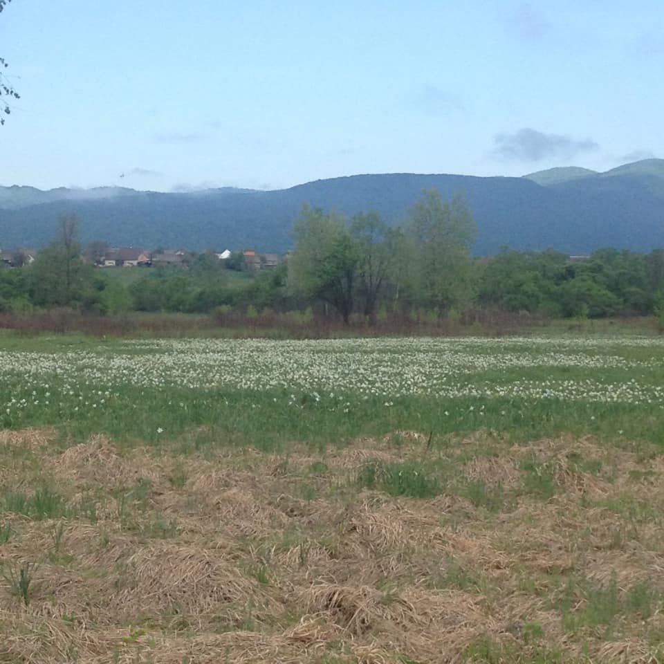 Пік цвітіння Долини нарцисів очікується 7-10 травня