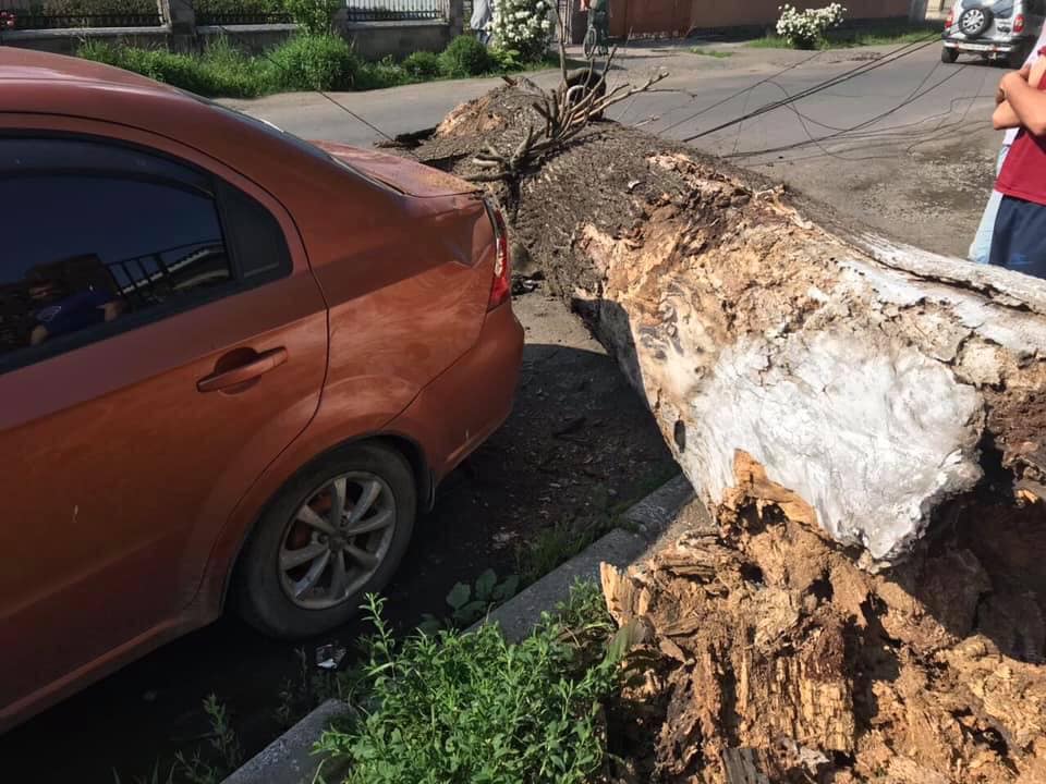 ФОТОФАКТ. У Сваляві струхлявіле дерево впало на авто