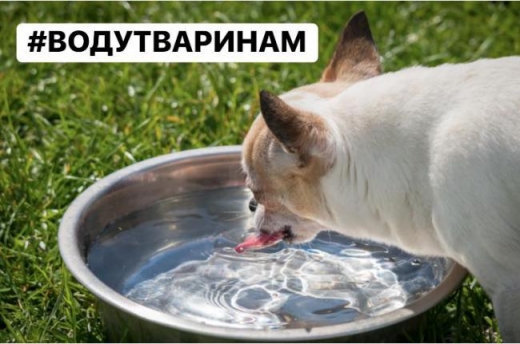 Спека. Закарпатці долучаються до флешмобу #водутваринам