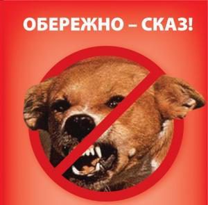 У Виноградові скасували карантинні обмеження щодо сказу