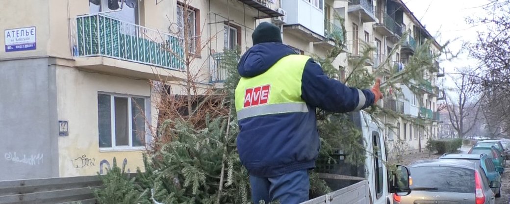 10 тисяч ялинок вивезли зі сміттєвих майданчиків Ужгорода та району за тиждень (ВІДЕО)