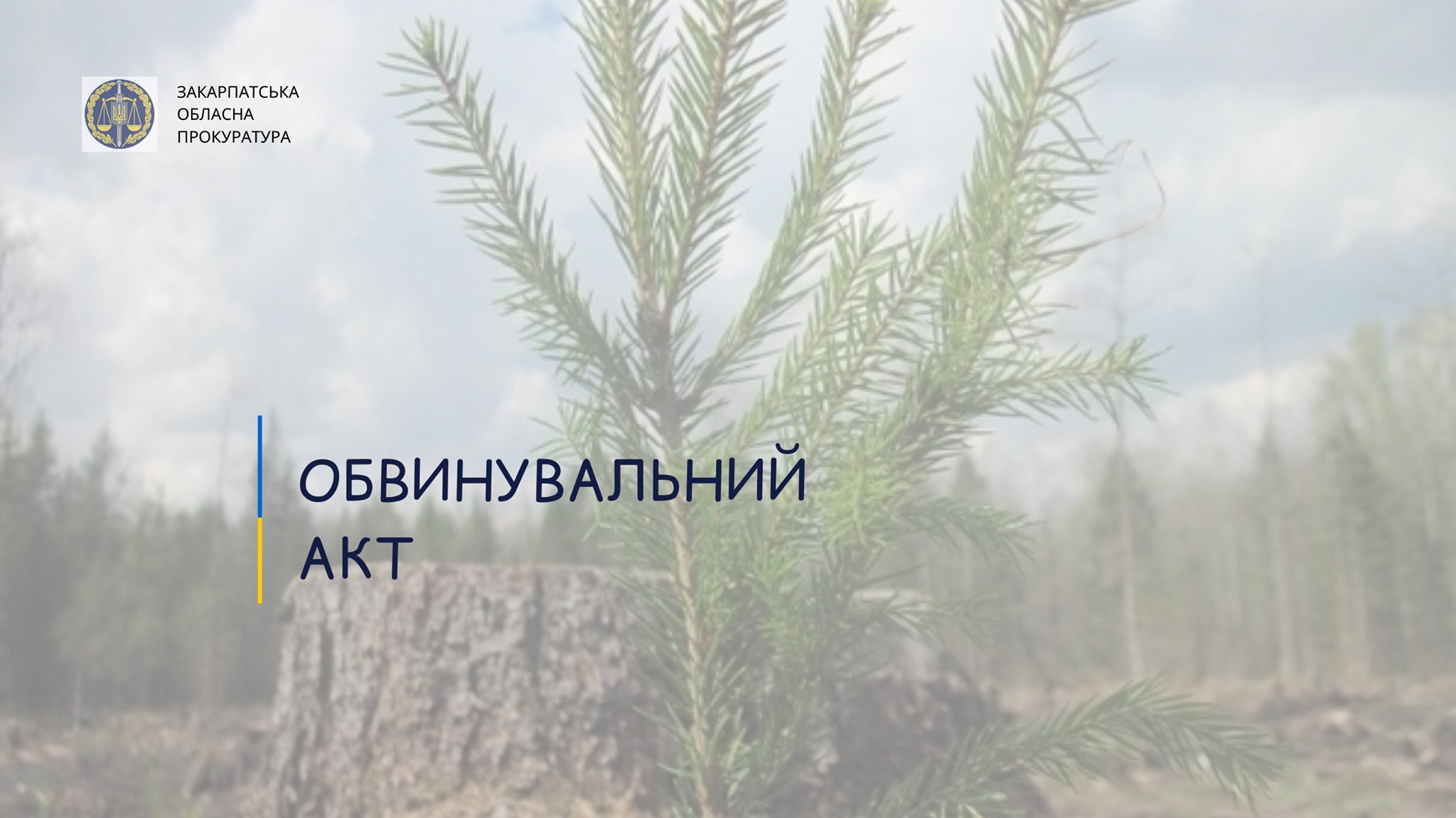 На Закарпатті майстра лісу судитимуть за допущені рубки на території Мокрянського лісництва