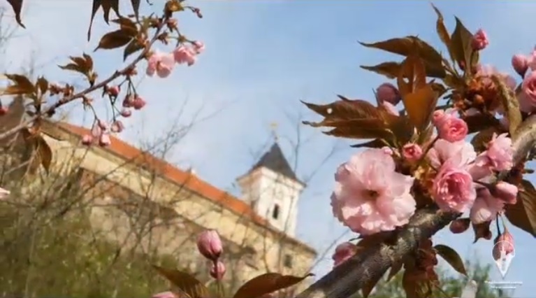 ВІДЕОФАКТ. Мукачево квітуче