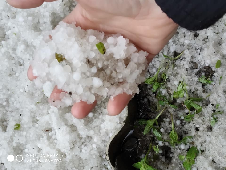 ФОТОФАКТ. У Тарасівці на Тячівщині сильним градом побило городину
