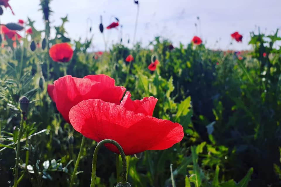 ФОТОФАКТ. У Мукачеві квітне макове поле площею в кілька гектарів