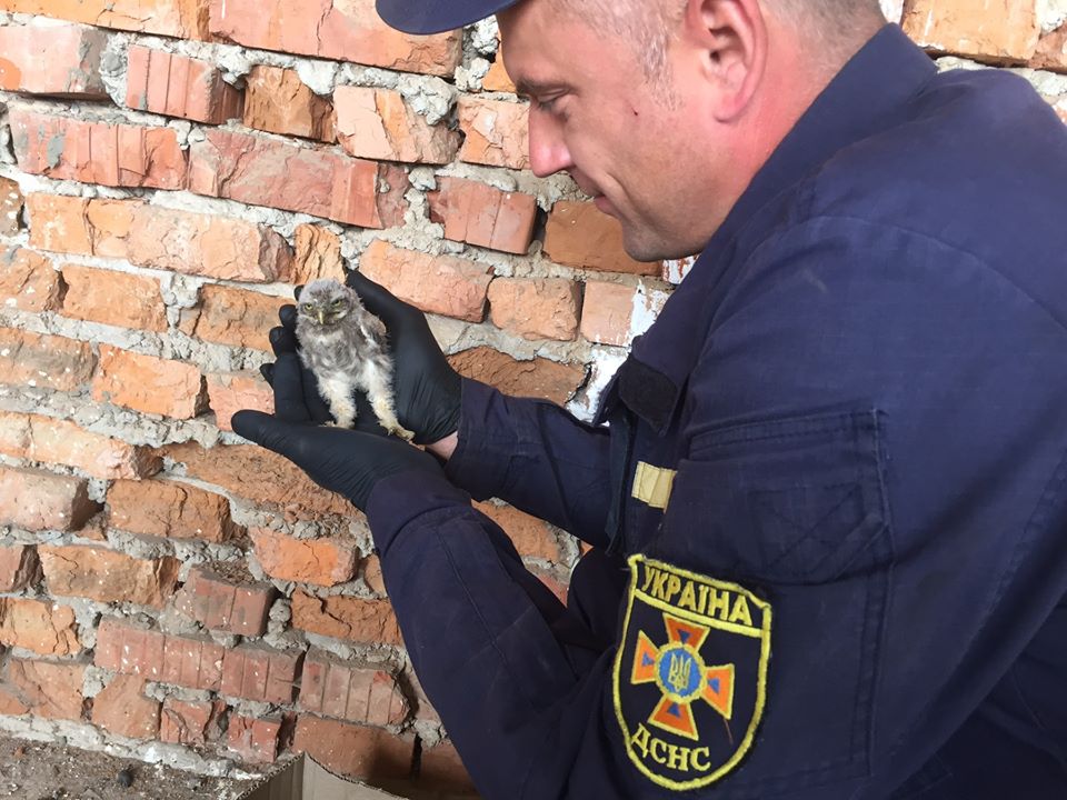 У відомчій споруді в Іршаві рятувальники знайшли совеня (ФОТО)
