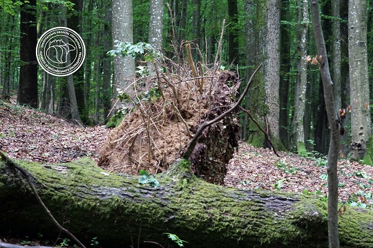 На Хустщині стихія повиривала дерева з корінням (ФОТО)