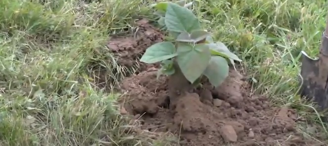 З нагоди Всесвітнього дня охорони довкілля в Ужгороді провели "олімпійську" екоакцію (ВІДЕО)