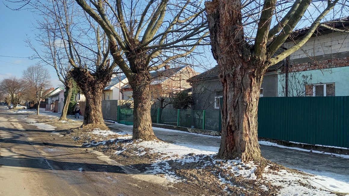 В Ужгороді комісійно обстежили зелені насадження на Капушанській (ФОТО)