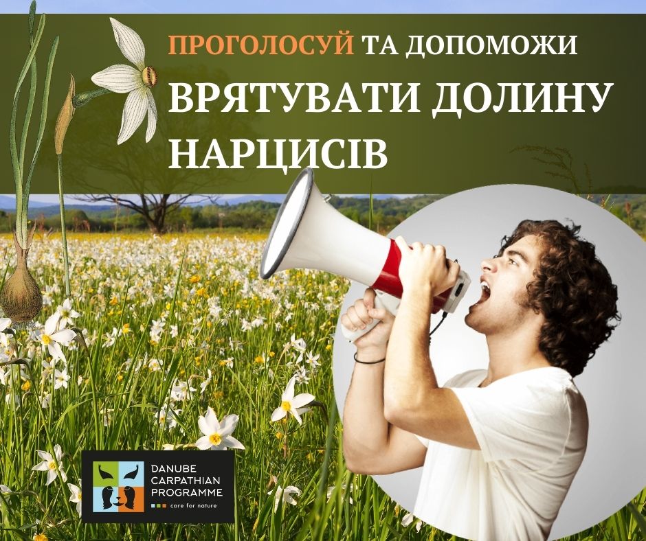 Небайдужих просять допомогти голосом врятувати "Долину нарцисів" на Закарпатті