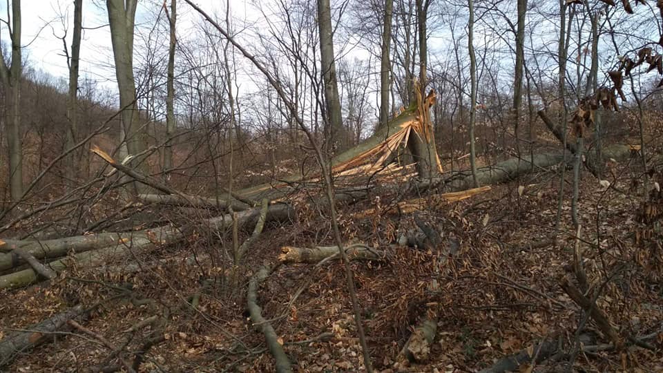 За збитки природі на 92 тис. грн 16 посадовців ДП "Виноградівське ЛГ" сукупно оштрафували на 3,2 тис. грн (ФОТО)