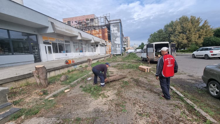 В Ужгороді на вул. Грушевського зрізали 5 здорових багаторічних туй (ФОТО, ВІДЕО)