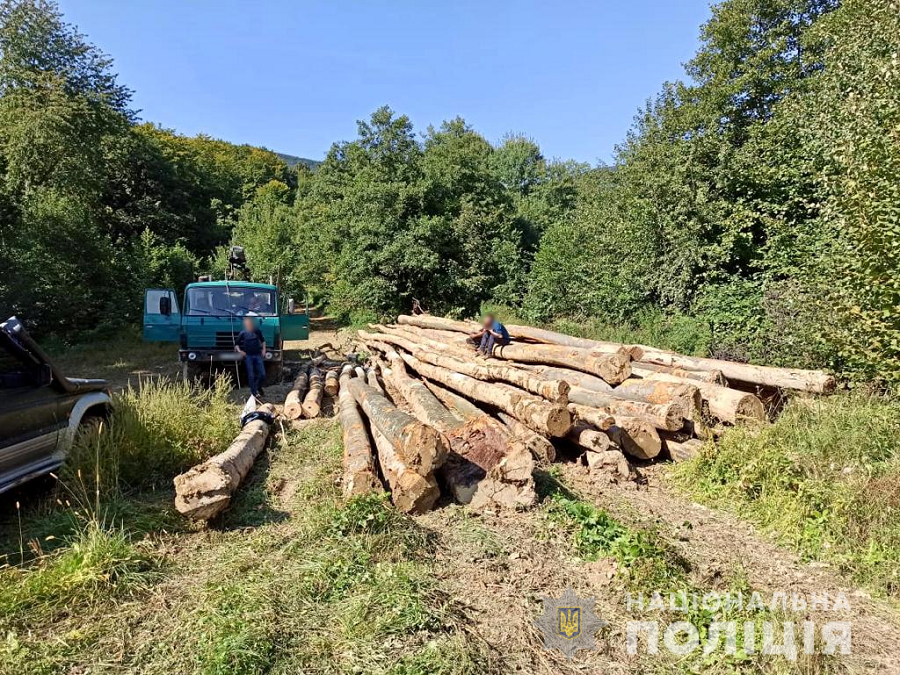 Неподалік Сваляви виявили чотирьох чоловіків, що вирізали майже 50 буків (ФОТО)