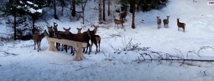 Близько сотні оленів оселилися на Закарпатті (ВІДЕО)