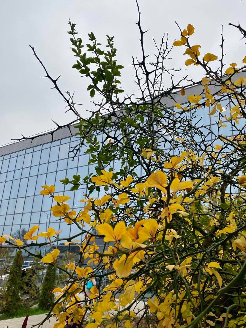 ФОТОФАКТ. У Мукачеві вдруге за рік зацвів морозостійкий цитрус