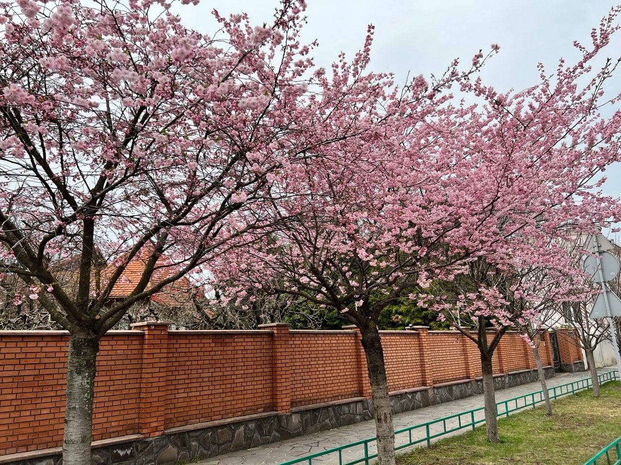 ФОТОФАКТ. У Мукачеві вже квітнуть сакури