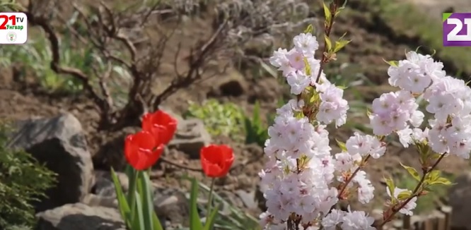 В ужгородській школі переселенець створює квітники (ВІДЕО)