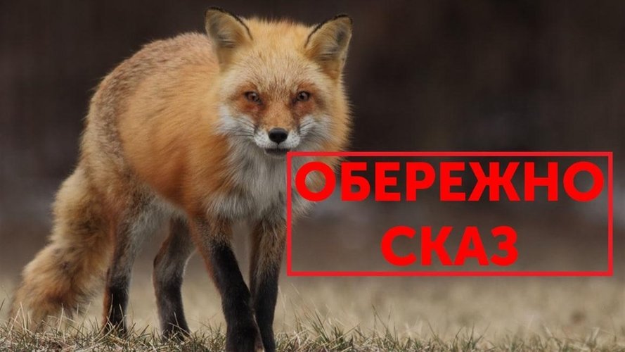 На Мукачівщині виявили сказ у лисиці
