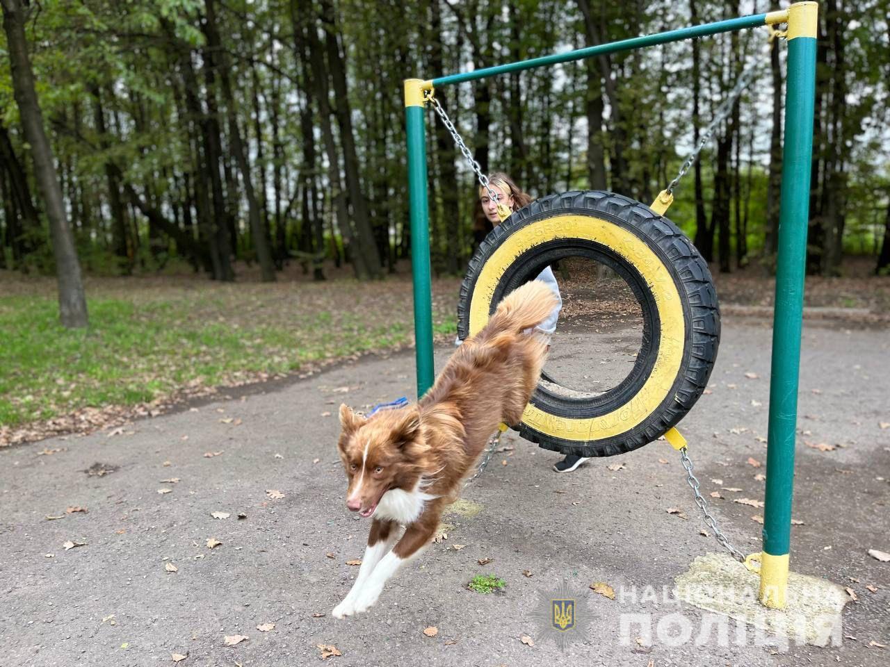 У Мукачеві до річниці діяльності гуртка "Юний кінолог" влаштували показові виступи собак (ФОТО, ВІДЕО)