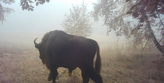 На Закарпатті фотопастка зафіксувала зубра, який, вочевидь, "завітав" з-за кордону (ФОТО)