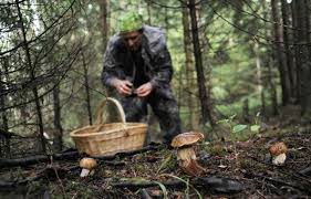 На Закарпатті шукають чергового заблукалого грибника