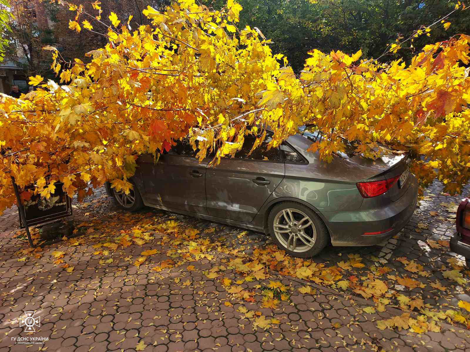 У Виноградові велика гілка впала на припарковану Audi (ФОТО)