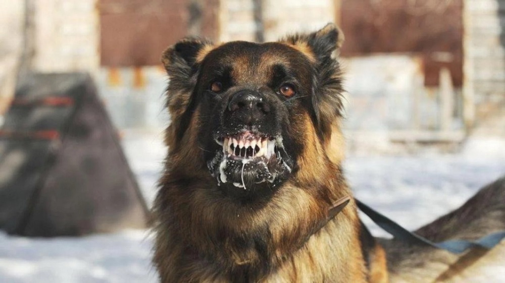 У Вільшанах на Хустщині в собаки виявили сказ