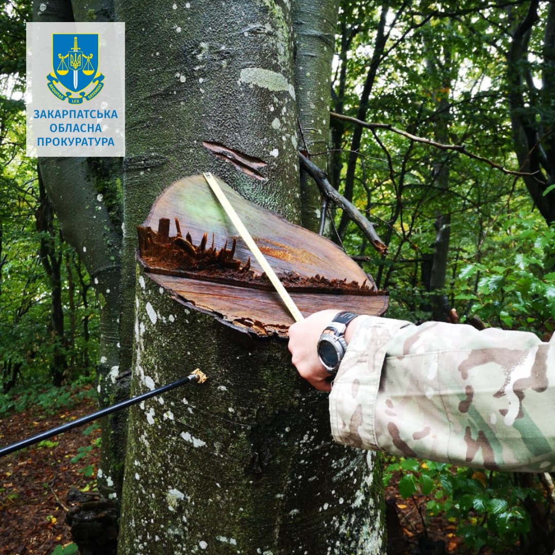 Очільниця підрозділу Ужанського нацпарку допустила незаконні рубки зі збитками у понад 157 млн грн (ФОТО)