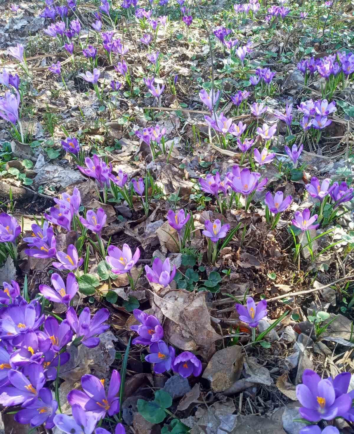 Долина нарцисів на Закарпатті вкрилася первоцвітами (ФОТО)