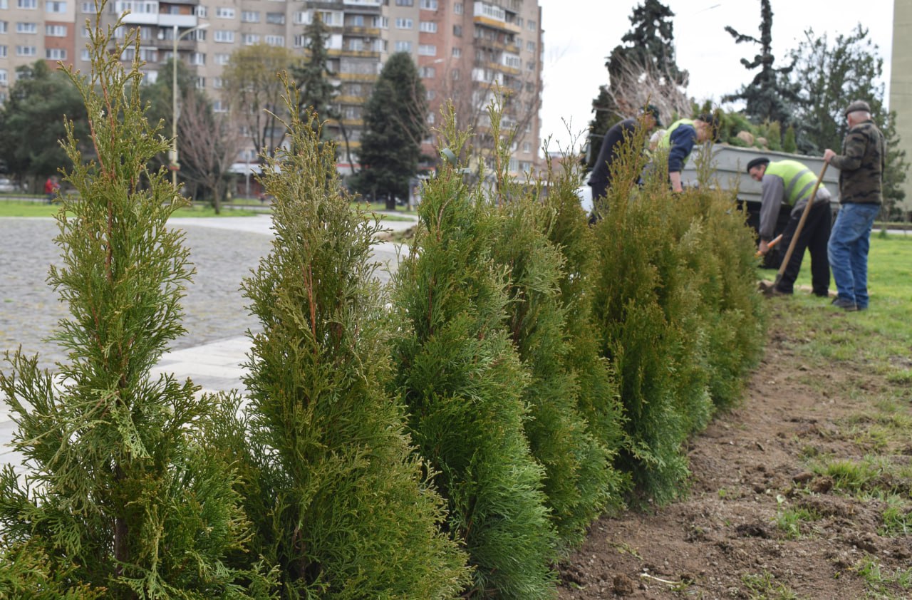 В Ужгороді на площі Богдана Хмельницького висаджують туї (ФОТО)