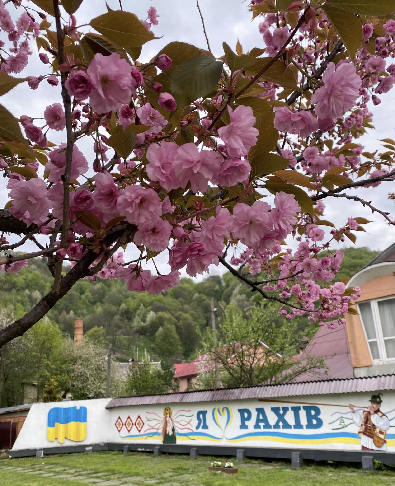 ФОТОФАКТ. Найвисокогірніший райцентр на Закарпатті "перебрав" "сакурову" естафету 