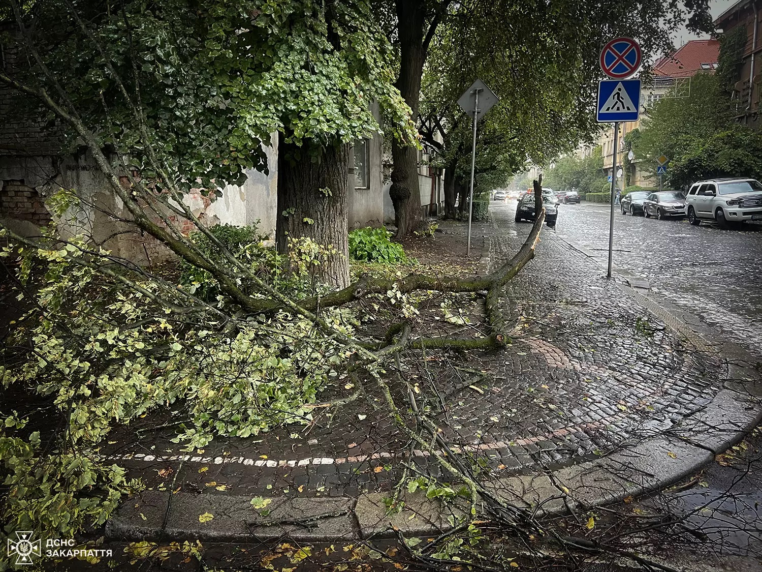 ФОТОФАКТ. Учора в Ужгороді сильний вітер поламав гілки