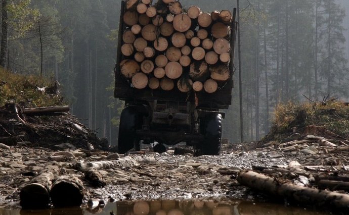 Лісника зі Свалявщини, який "закрив очі" на крадіжку лісу, взяв на поруки колектив, а за збитки розрахується держава