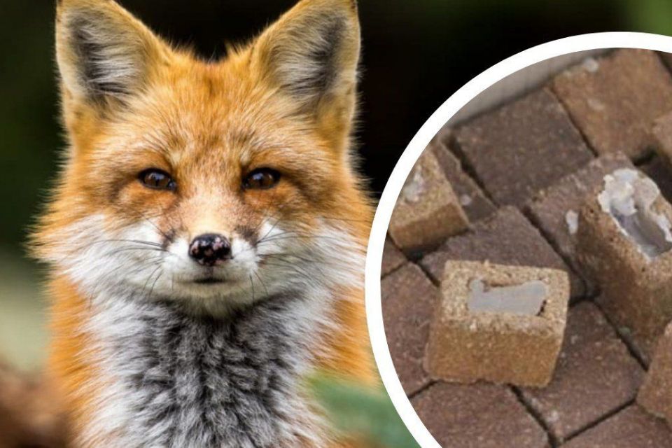 Фото ілюстративне, з мережі інтернет