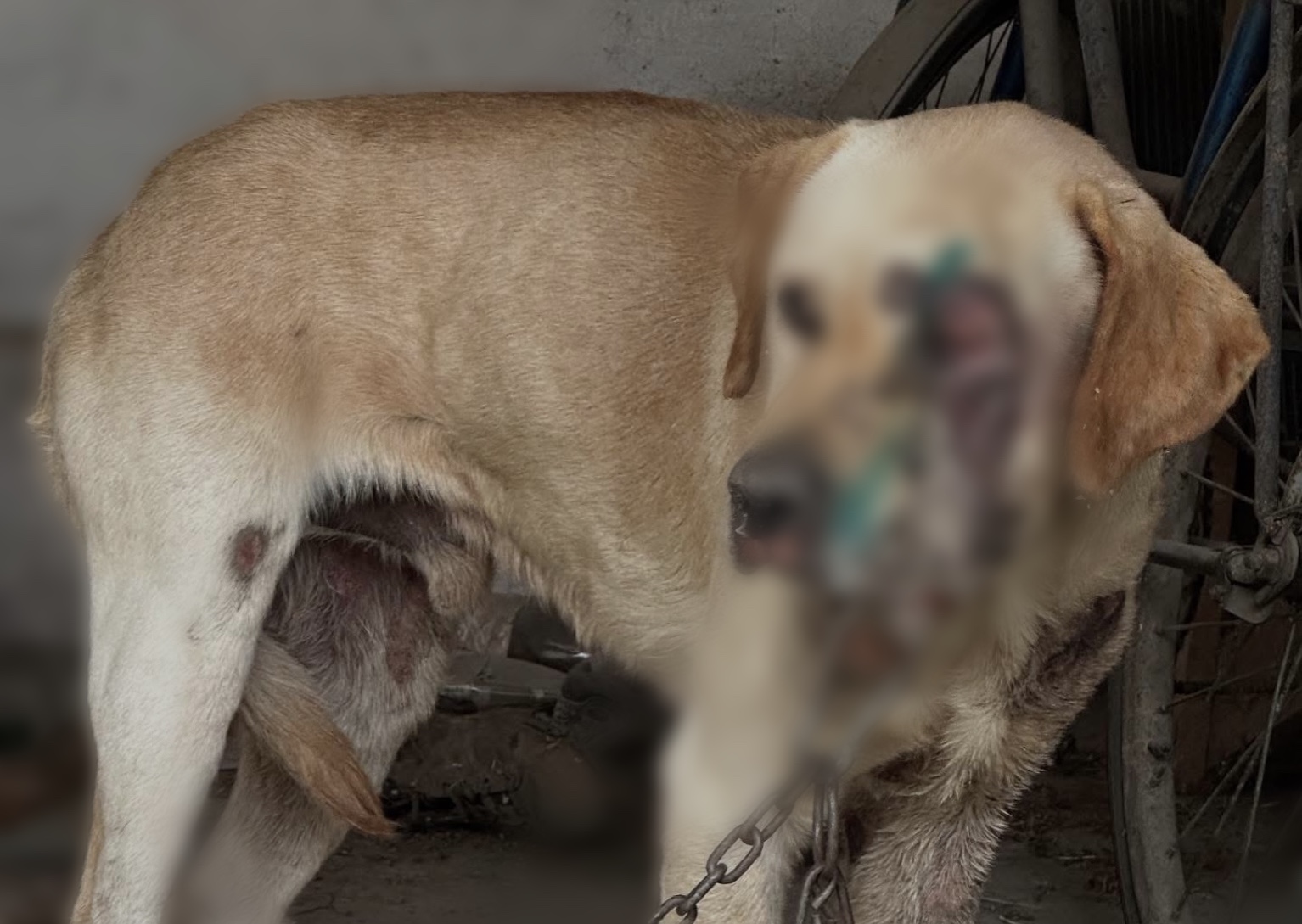 На Берегівщині поліція розслідує випадок жорстокого поводження з собакою у селі Фанчиково