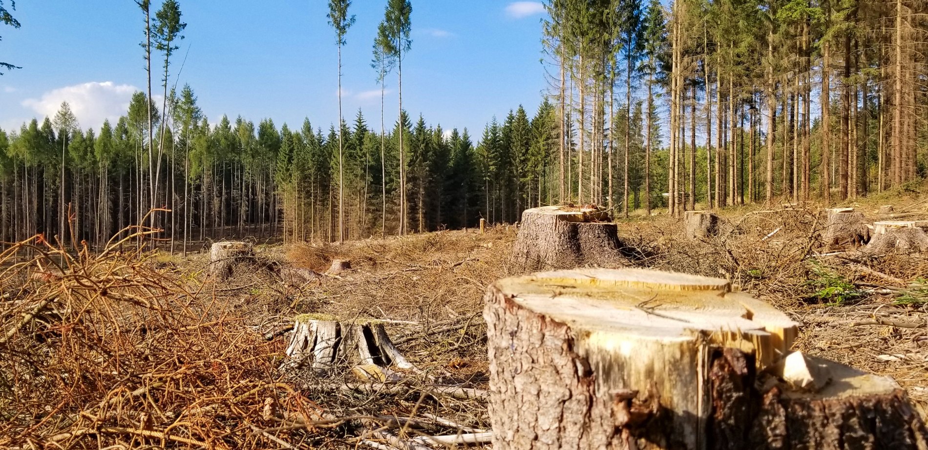 Фото ілюстративне, з мережі інтернет