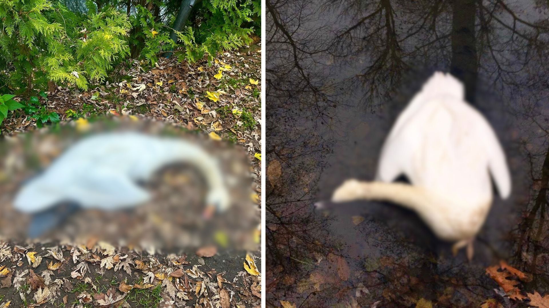 У Буштинському парку на Тячівщині отруїли трьох лебедів (ФОТО)