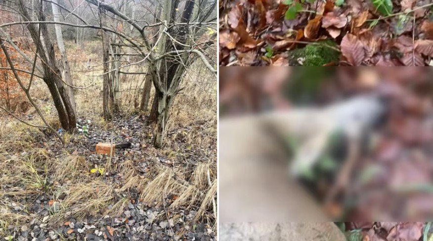 Поліція перевіряє можливий незаконний відстріл диких тварин на Хустщині (ФОТО)
