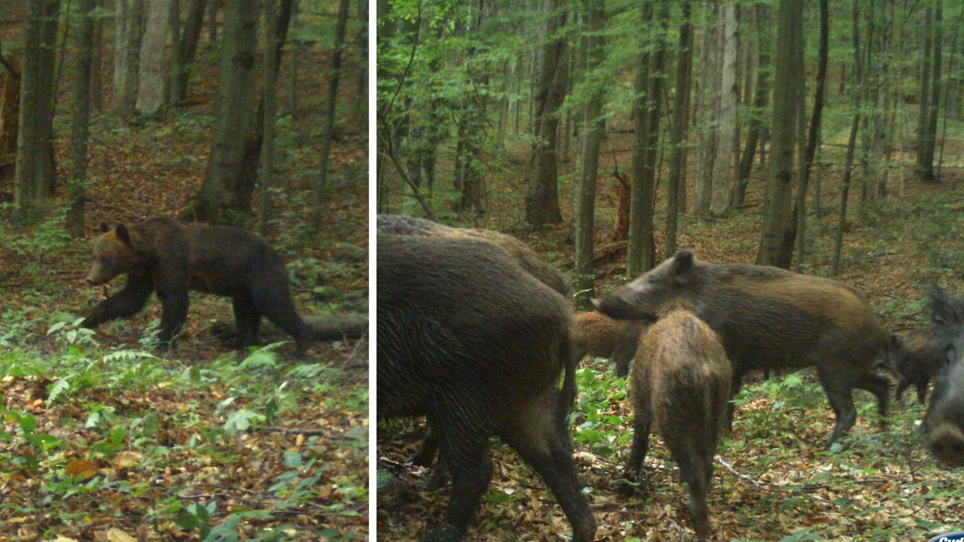 В Ужанському національному парку фотопастка зафіксувала ведмедів, оленів і лосів у дикій природі (ФОТО)