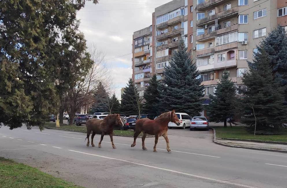 ВІДЕОФАКТ. В Ужгороді проїжджою частиною бродять "нічийні" коні