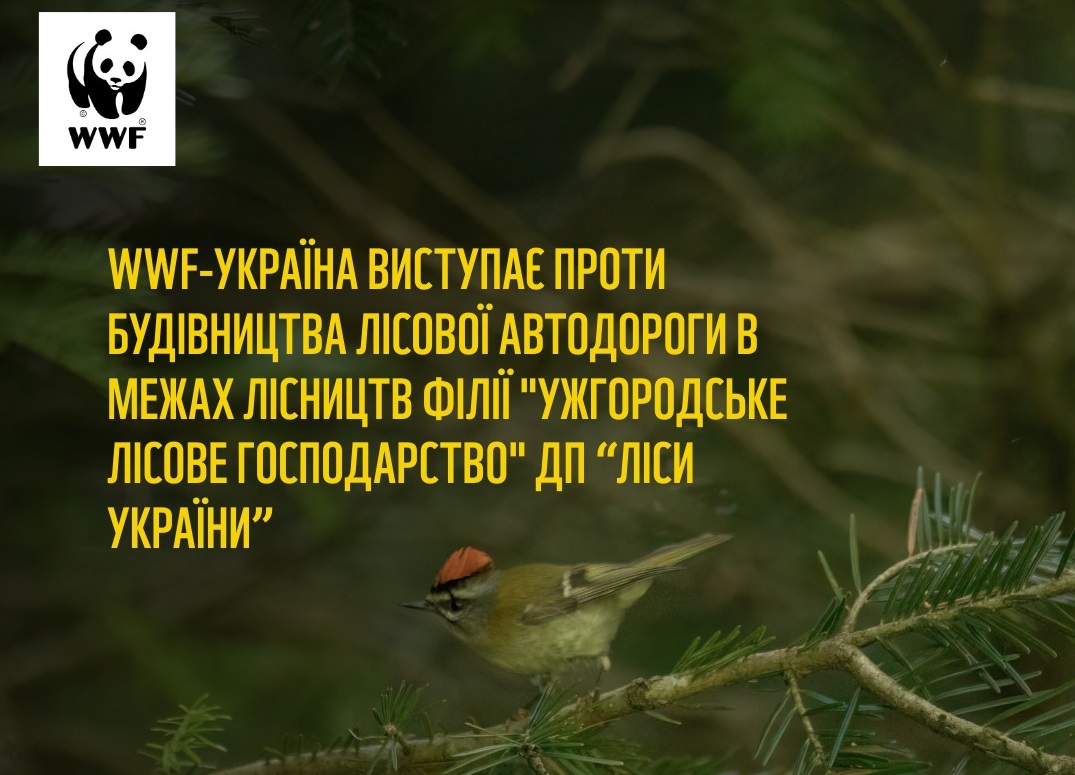 WWF-Україна виступає проти будівництва лісової автодороги в межах лісництв філії "Ужгородське лісове господарство" ДП "Ліси України"