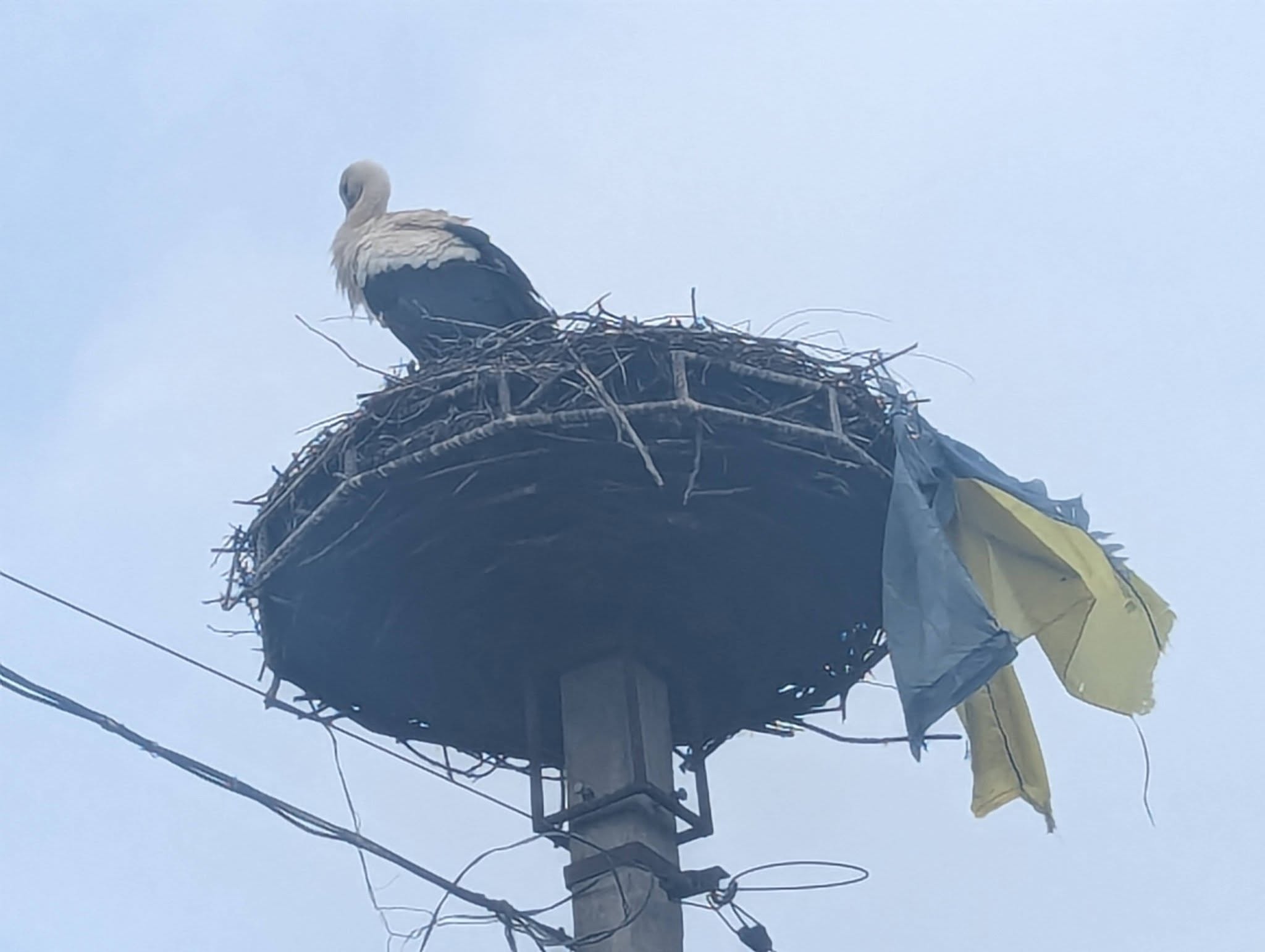 ФОТОФАКТ. У Перечині лелека приніс у гніздо прапор України