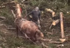 Закарпатця покарають за жорстоке поводження з конем на Буковелі (ВІДЕО)