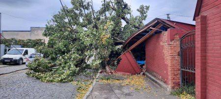 Буревій у Виноградові повалив дерево та знеструмив вулицю (ФОТО)